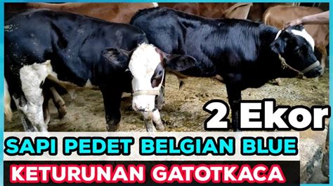 Harga Pedet sapi Belgian Blue