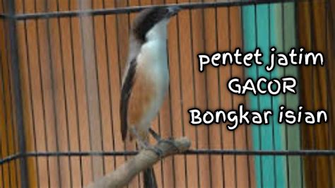 Cara Menemukan Harga Pentet Jawa Timur Gacor yang Sesuai