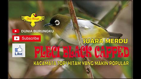 Dagangan Ikan Pleci Black Capped