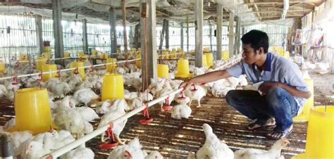 Analisis Harga Posko Ayam