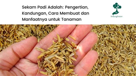 Tips untuk Mendapatkan Selep Padi Bekas yang Baik