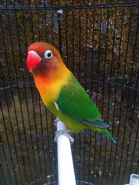 Bagian 2: Jenis Alat Tes untuk Lovebird