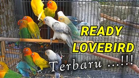 Bagian 3: Harga Alat Tes untuk Lovebird