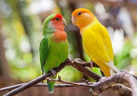 Apa Itu Lovebird?
