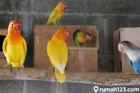 Cara Merawat Lovebird