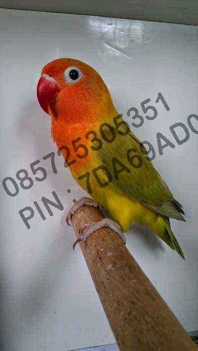 Harga Beli Lovebird Solo Murah Terbaru