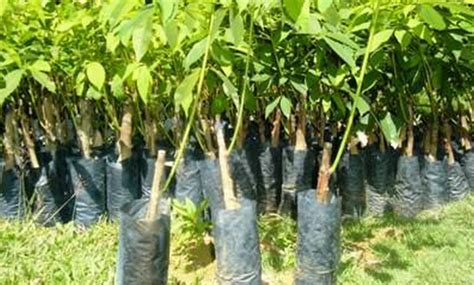 Bagaimana Mendapatkan Bibit Karet Unggul Desa Sembawa