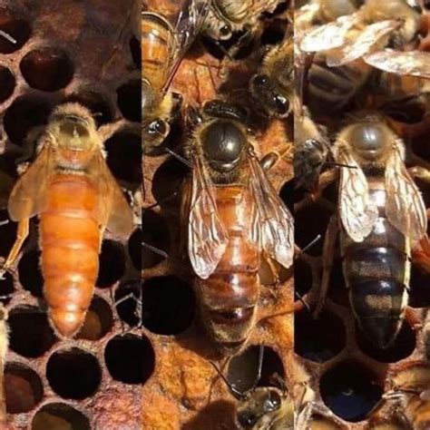 Cara Membeli Bibit Lebah Unggul