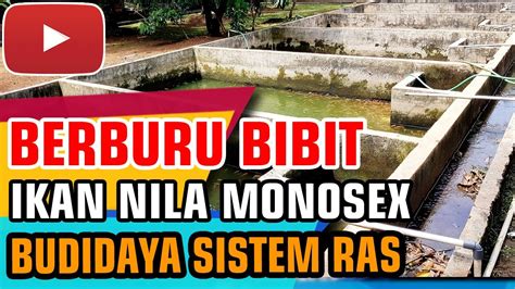 Sumber Daya untuk Membeli Bibit Nila Monosex