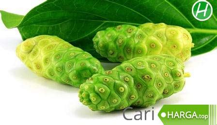 Harga Buah Mengkudu Perkilo di Pasar Tradisional