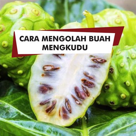 Tips Belanja Buah Mengkudu Perkilo