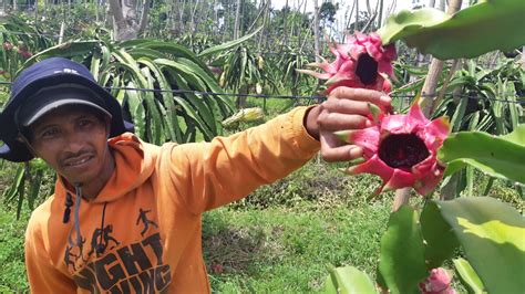Harga Buah Naga Anjlok