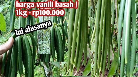 Apa Itu Harga Buah Vanili?