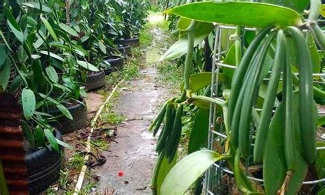 Faktor-Faktor yang Mempengaruhi Harga Buah Vanili