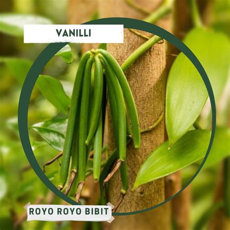 Harga Buah Vanili di Indonesia