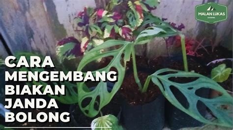 Tips dalam Membeli Bunga Janda Bolong Warna Putih