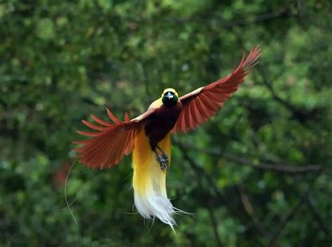 Harga Burung Cendrawasih di Auksi dan Penjualan Online