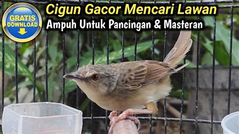 Faktor yang Mempengaruhi Harga Burung Ciblek Gunung Gacor