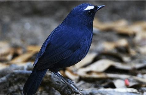 Faktor yang Mempengaruhi Harga Burung Cingcoang Biru