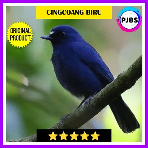 Harga Burung Cingcoang Biru di Pasaran