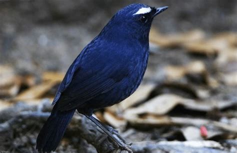 Tips untuk Pembelian Burung Cingcoang Biru