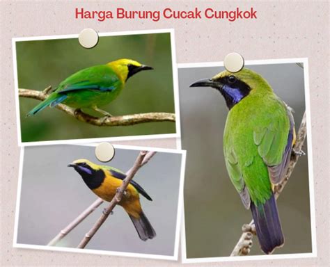 Informasi tentang Burung Cucak Cungkok