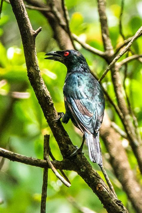 Harga Burung Pembiak