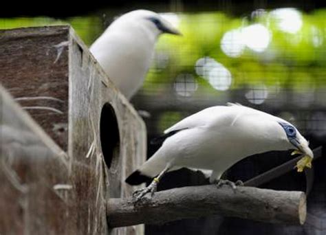 Harga Burung Ternak