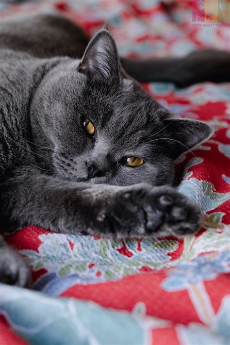 Tips untuk Menemukan Anakan Kucing Russian Blue yang Sesuai