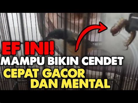 Konsumen dan Pengguna Burung Erow Kelabang