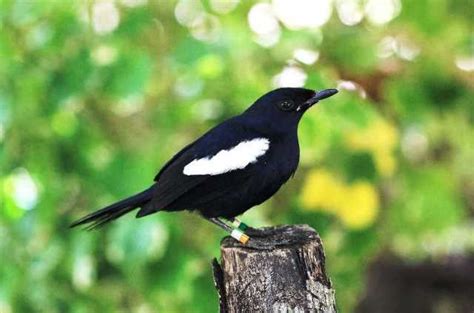 Harga Burung Kacer Jawa Timur
