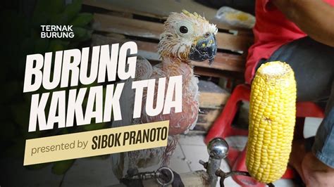 Faktor yang Mempengaruhi Harga Burung Kakak Tua Anakan