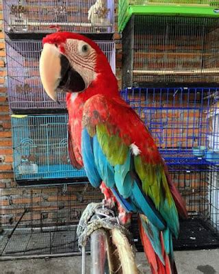 Harga Burung Kakak Tua Anakan