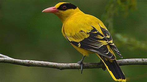 Harga Burung Kepodang Sumatra