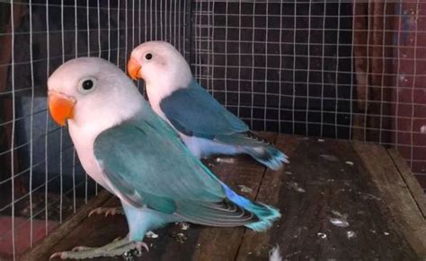 Faktor-Faktor Yang Mempengaruhi Harga Burung Lovebird Pastel Putih