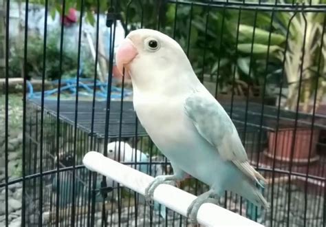 Tips Penting untuk Membeli Burung Lovebird Pastel Putih