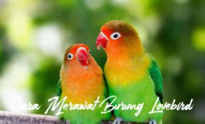 Bagaimana Mendapatkan Harga Burung Lovebird Sumenep yang Tepat?