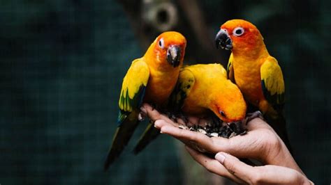 Tips untuk Membeli Burung Lovebird Sumenep dengan Tepat
