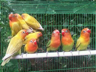 Harga Anakan Silangan Lovebird