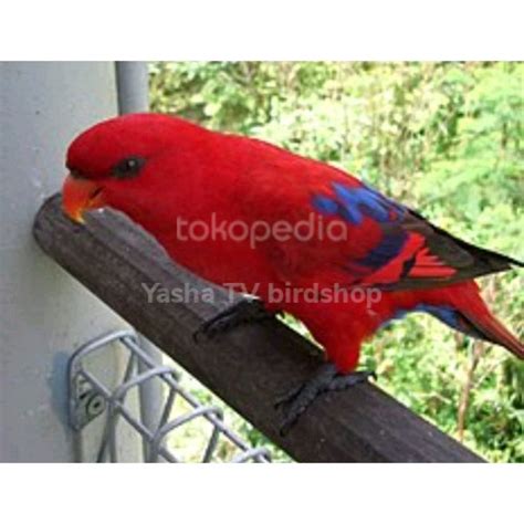 Bagaimana Menghitung Harga Burung Nuri Red Lory?