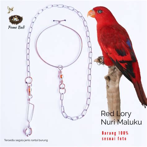Harga Burung Nuri Red Lory Teraktual