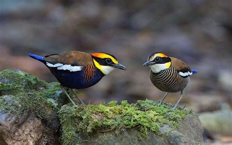 Jenis-Jenis Burung Pancawarna