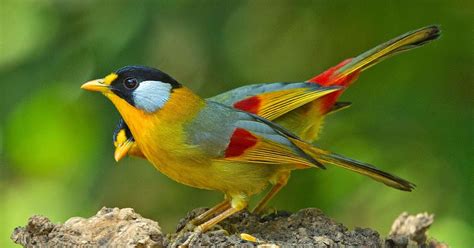 Tips Memilih Burung Pancawarna yang Sesuai dengan Kebutuhan dan Budget Anda