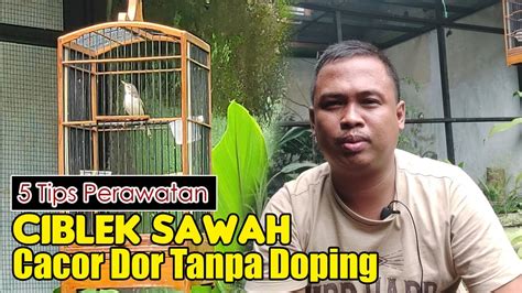 Cara Merawat Burung Prenjak Sawah Gacor