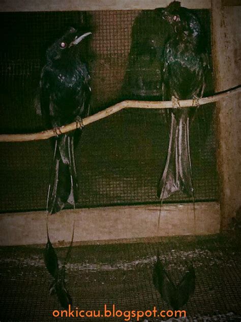 Ciri-Ciri Burung Srigunting Kantil