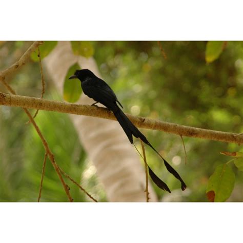 Harga Burung Srigunting Kantil