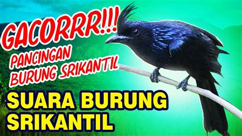 Pengenalan Burung Srigunting Kantil