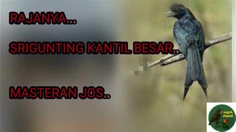 Pilihan Pengiriman Burung Srigunting Kantil