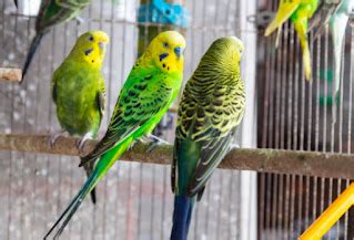 Beragam Jenis Burung Wambi di Pasar Pramuka