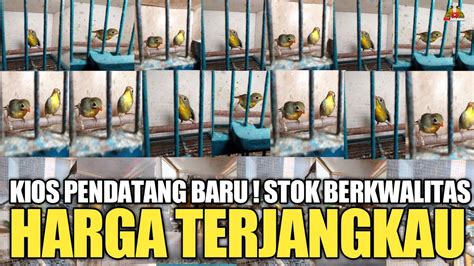 Harga Burung Wambi di Pasar Pramuka